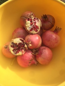 Granaatappels geoogst, geen fan geworden